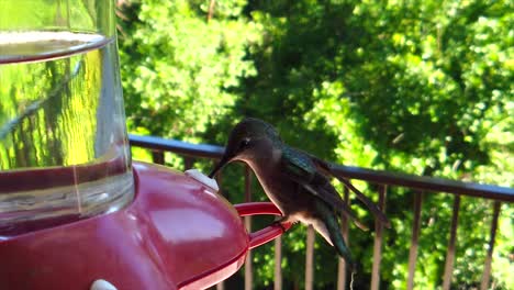 En-Un-Patio-Trasero-En-Los-Suburbios,-Un-Pequeño-Colibrí-Con-Plumas-Verdes-Se-Cierne-Y-Se-Sienta-En-Un-Comedero-Para-Pájaros-En-Cámara-Lenta-Tomando-Bebidas