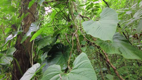 desde la base hasta la cima de un árbol alto de pie majestuosamente en medio de un denso bosque