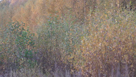 autumn in northern eruope, layers of multi-colored leaves in nordic ruska, static shot