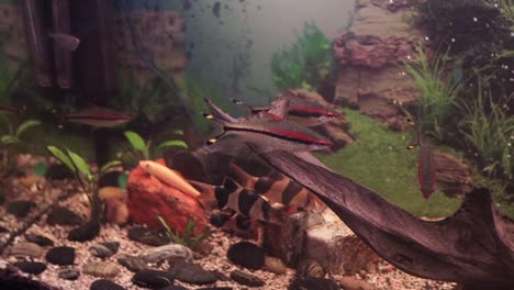 peces en un acuario con madera a la deriva