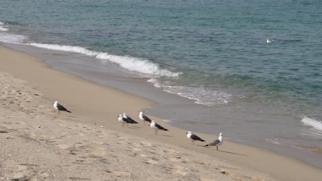 breaking waves with black-tailed gull birds standing on the white sand shore in gangneung, south korea - static, middle shot