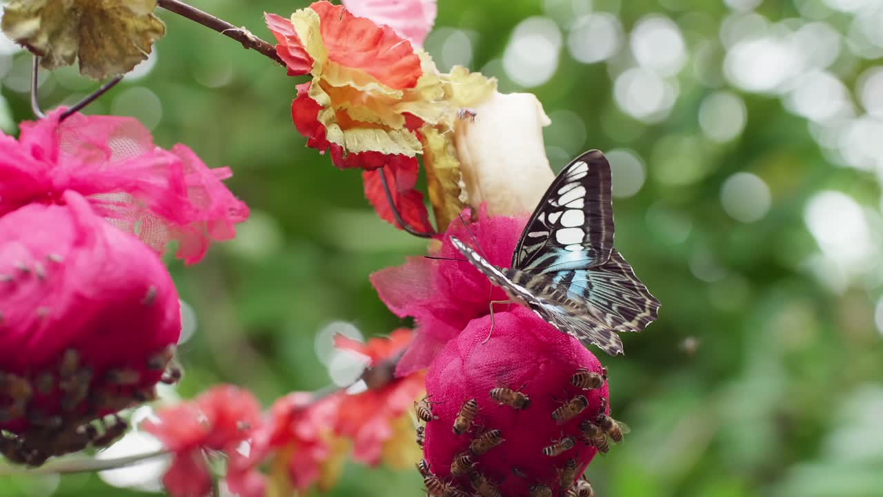 Una farfalla che si nutre di fiori rosa in un giardino estivo