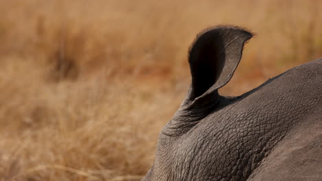 white rhino ear twitching sleeping in dry grass, extreme close up macro detail