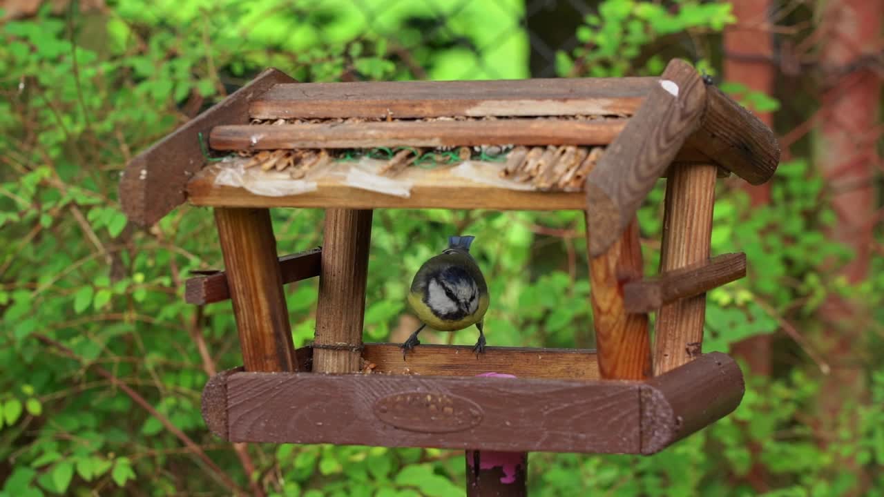 50p Blue tit and great tit don't want to share the birdseed at Birdhouse