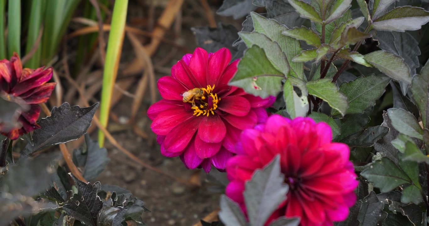 Bombo che impollina un fiore di Zinnia elegans nei Giardini Butchart di Victoria, Columbia Britannica, Canada.