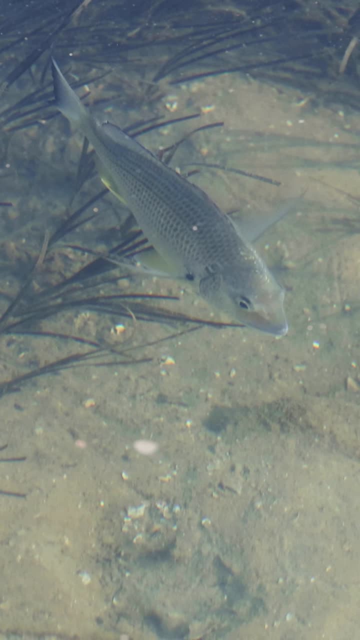물고기는 모래 바닥에서 은 물을 가로질러 미끄러집니다.
