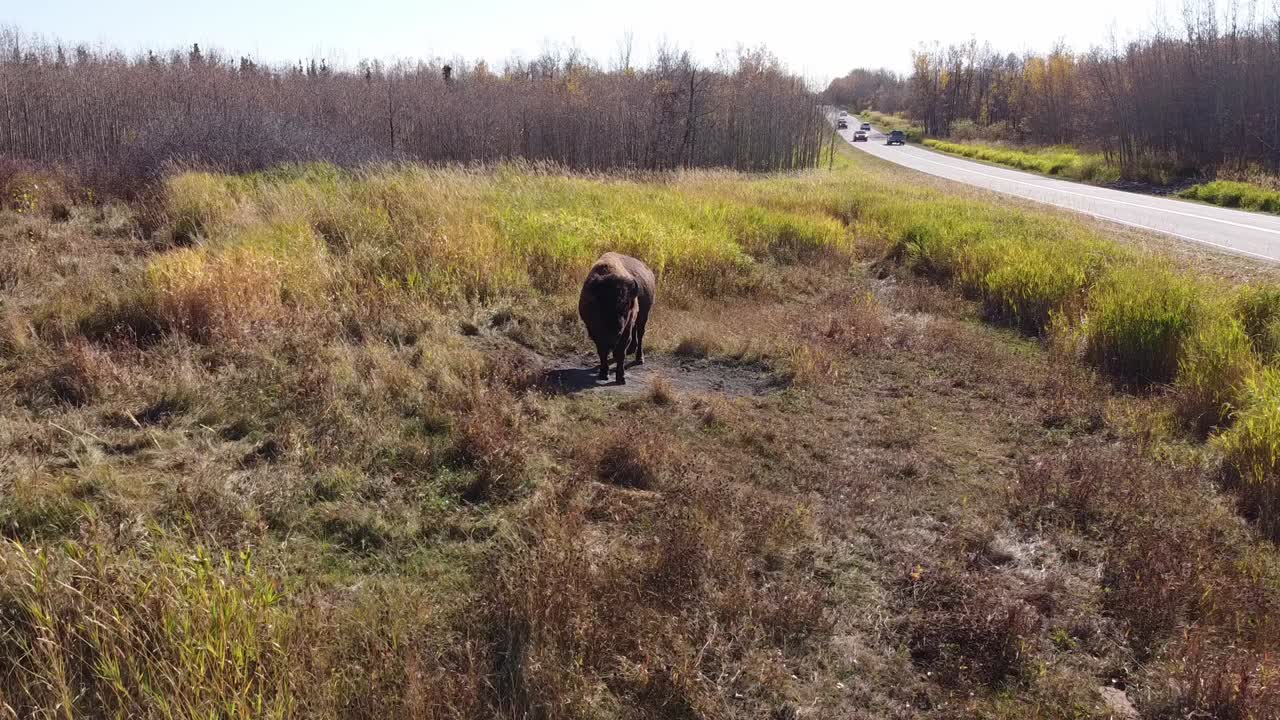 부발루스 부발리스는 야생 서부 평원에서 빠른 출산으로 유명한 들소 물소로 경치가 좋은 공중 홀드로 무리를 떠나 상쾌한 모래 목욕 소를 잡으려고 우리를 응시합니다2-3