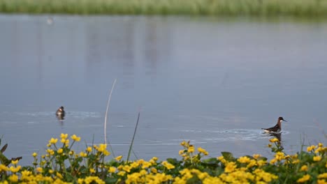 red necked phalarope swims in circles dipping beak in lake as another bird enters frame behind