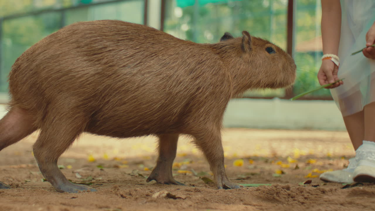 Capybara being fed by a child