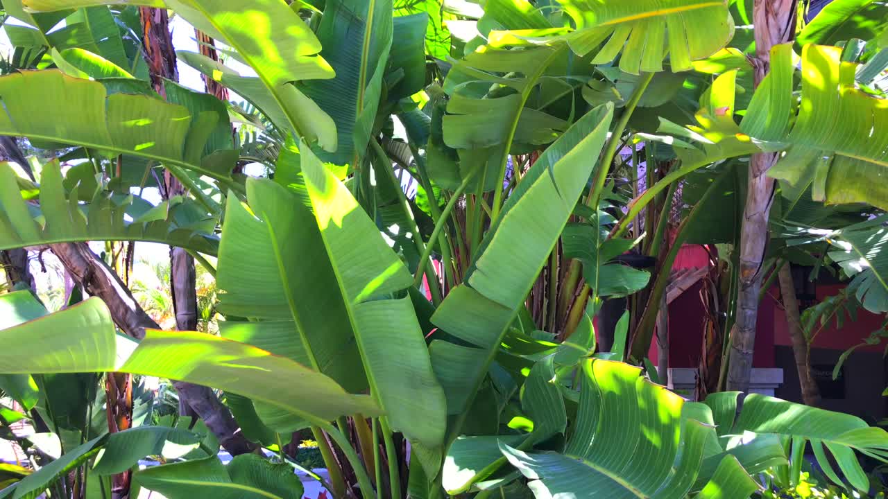 마르베야 스페인의 맑은 푸른 하늘 날씨를 가진 공공 공원의 열대 야자수