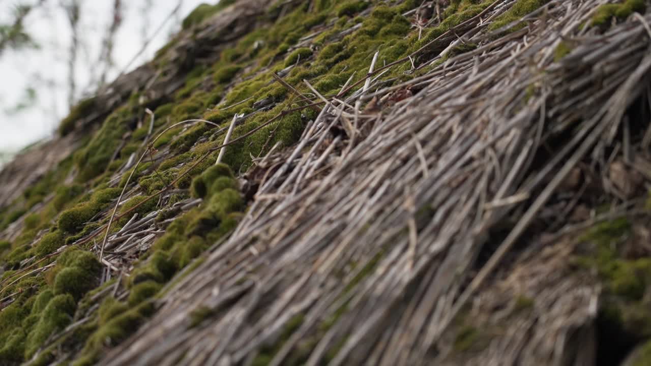 Close-up of moss-covered thatched roof showing texture and detail