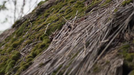 Close-up of moss-covered thatched roof showing texture and detail
