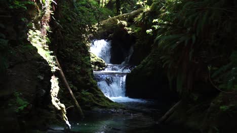 A-small-waterfall-in-the-Olympic-National-Forest-leading-to-Lake-Quinault,-green-moss-and-ferns,-rocks,-reflections