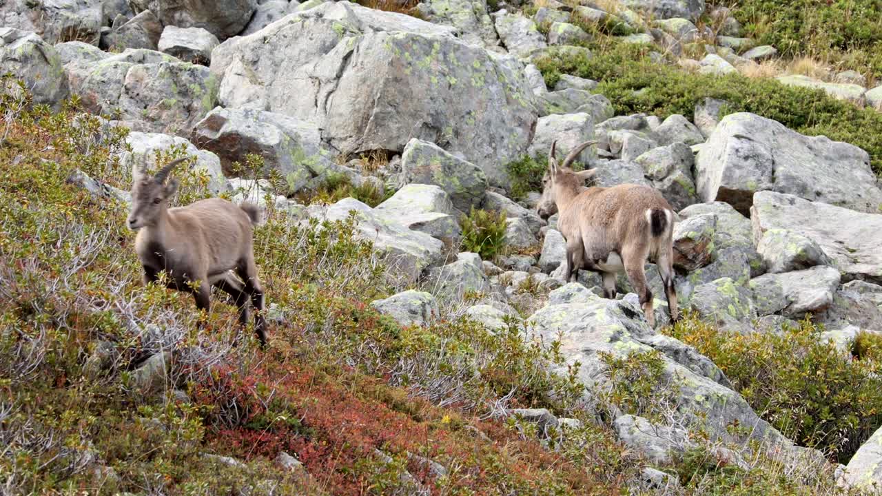 Steingeitmor og unger beiter i franske