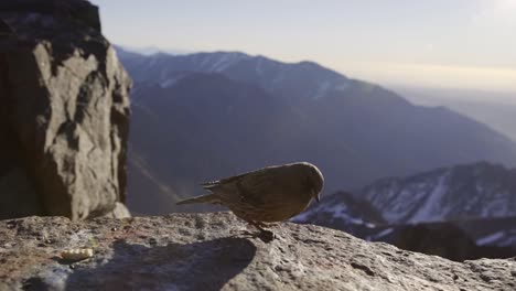 petit oiseau sur un rebord rocheux