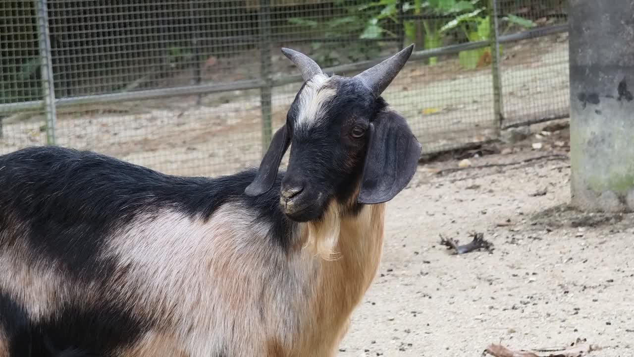 창고에 있는 염소