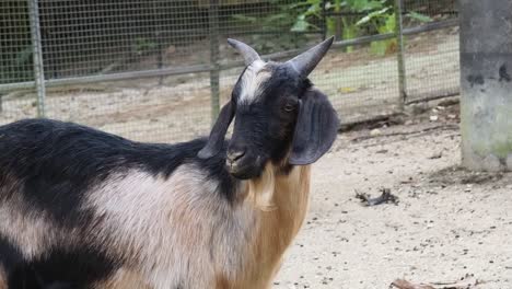 cabras en un corral