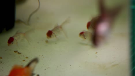 Orange-goldfish-searching-for-food-in-their-new-open-tank