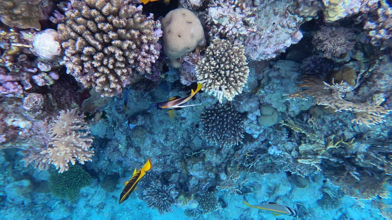 Close up of diagonal butterflyfish swimming near a coral reef