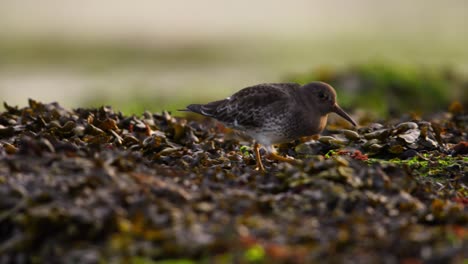 close up of a purple sandpiper walking and foraging over mounts of brown and green seaweed that had washed up on shore