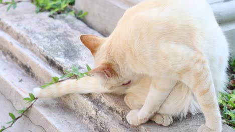 cat sniffs and interacts with green plant