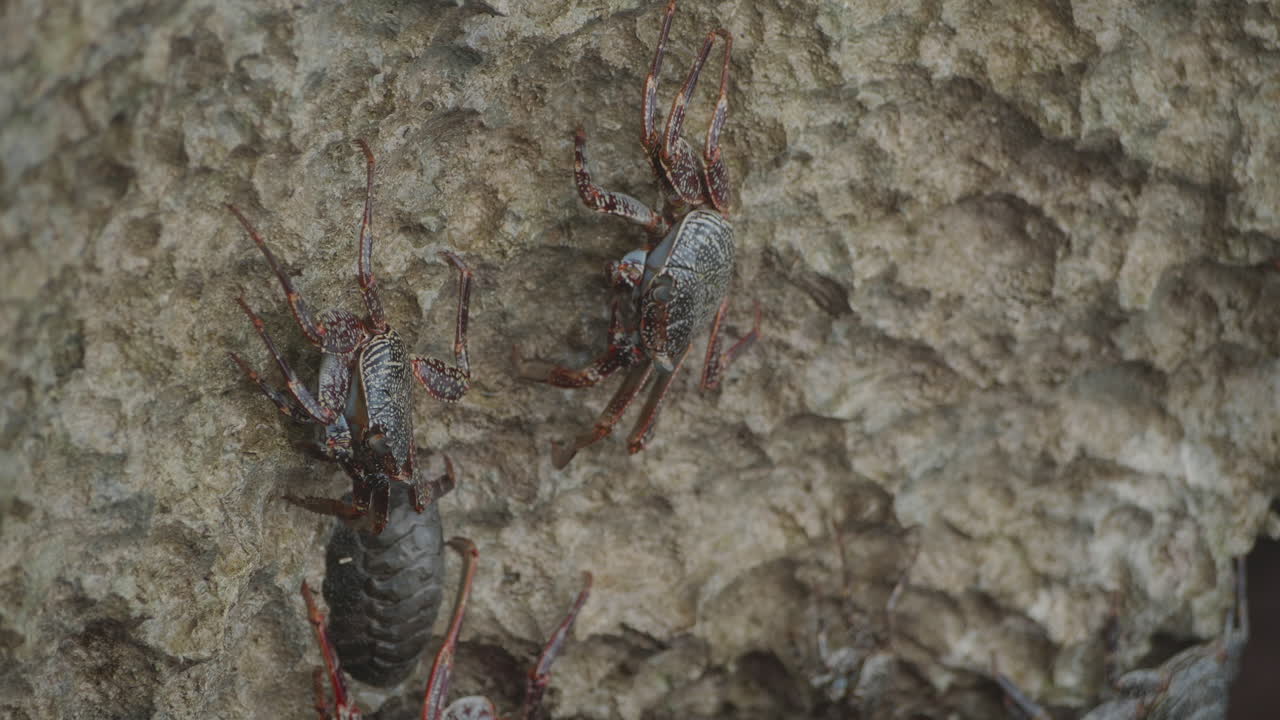 un cangrejo sally lightfoot camina sobre una costa rocosa mientras las olas rompen en aruba