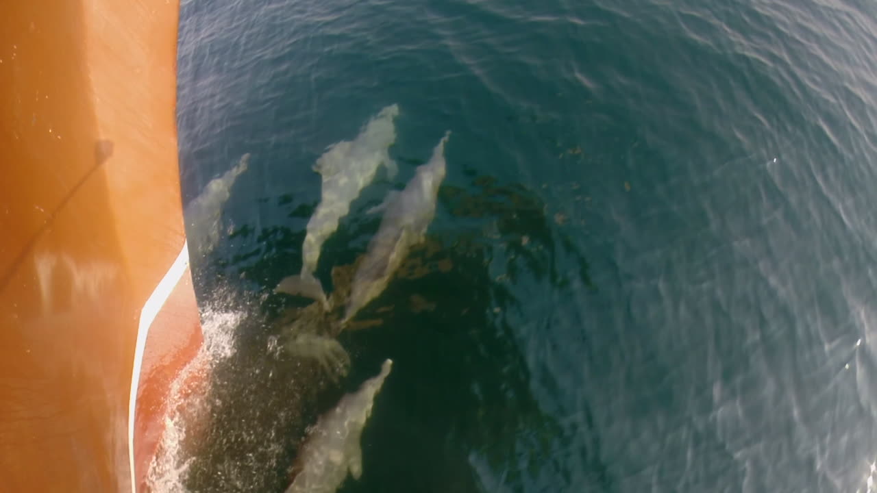 Dolphins racing a boat closely