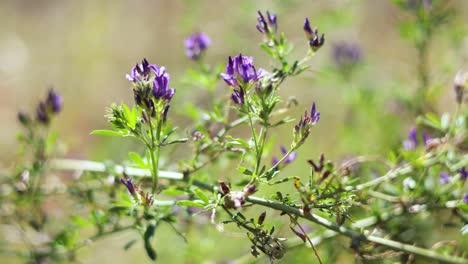 las flores púrpuras de medicago sativa en el oeste de sussex