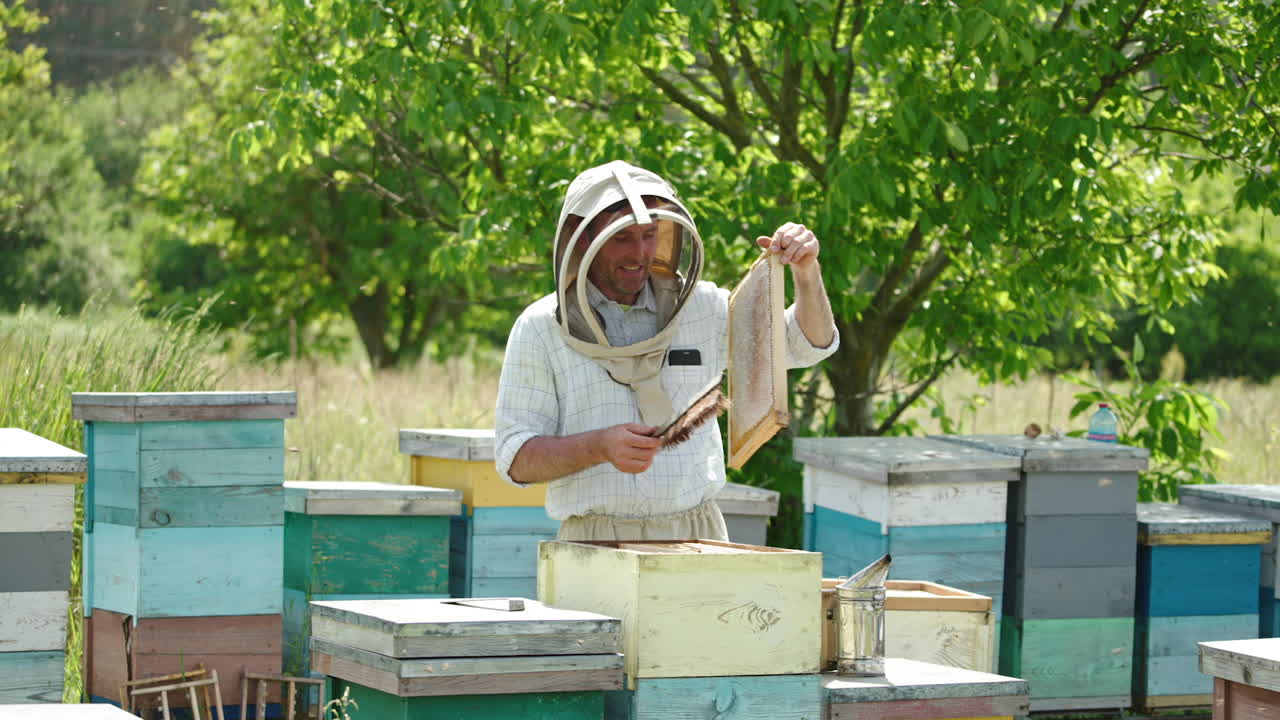 Beekeeper cleans the frame of bees with a brush. Full frame is placed into special box for future extracting honey harvest.