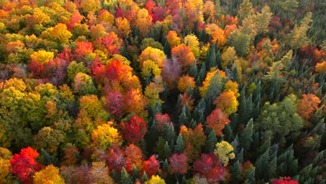 vista aérea dinámica, amplia, a vista de pájaro de hermosos árboles de otoño durante un día fresco, brillante y soleado