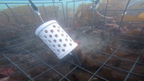 underwater footage of a sculpin popping up through the base of a crab trap