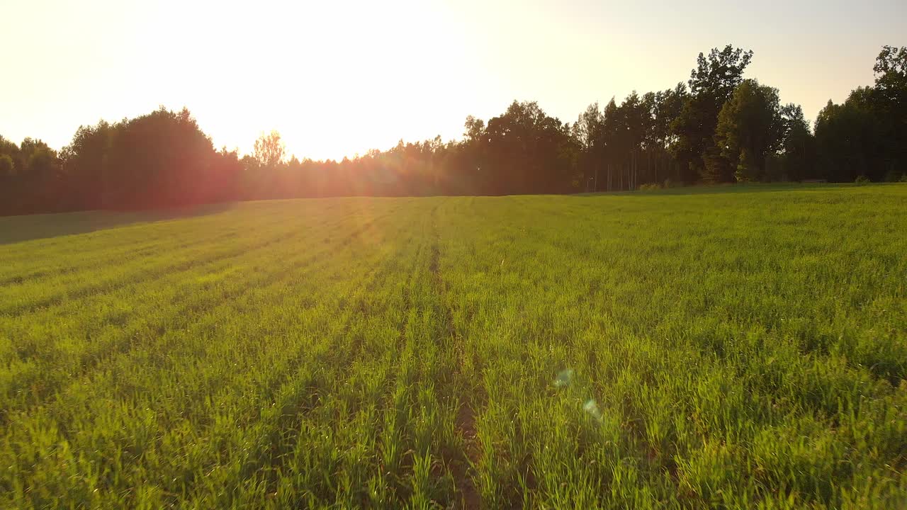 cultivos verdes en el campo agrícola con majestuosa puesta de sol, vista aérea