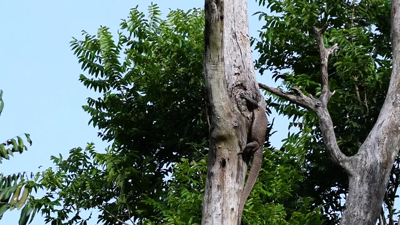 흐린 모니터 도마뱀은 태국과 아시아의 다른 국가에서 발견됩니다.