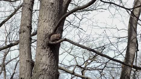 Red-squirrel-eating-a-walnut-on-a-branch-on-a-cloudy-day,-handheld