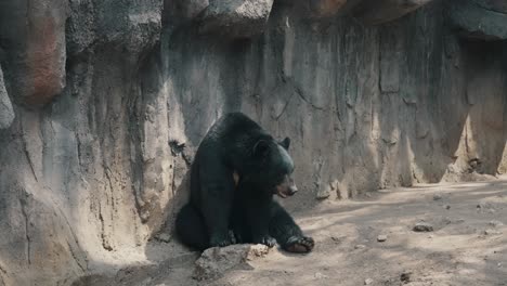 isolated black bear sitting and resting on the ground