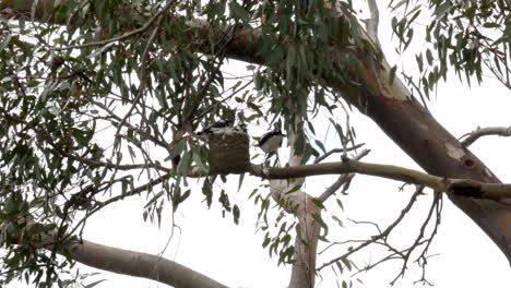 Three-Mudlark-chicks-in-a-nest-being-fed-by-their-mother