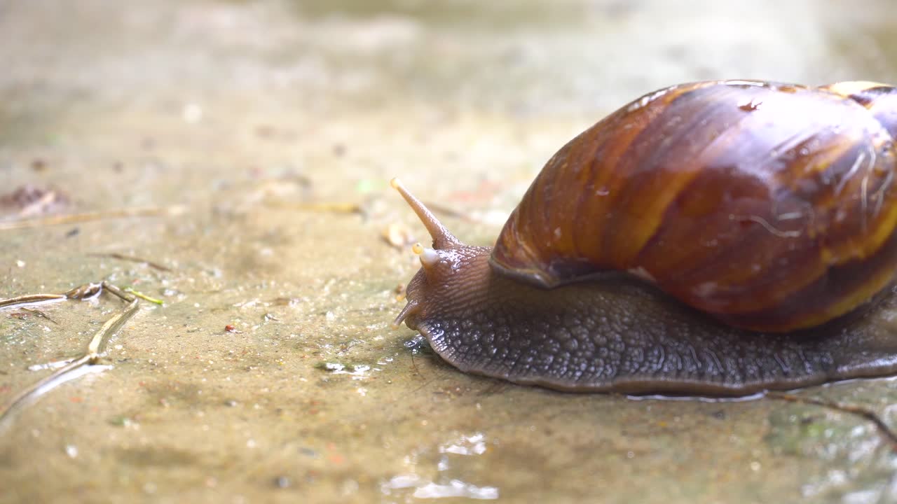 un caracol va lento