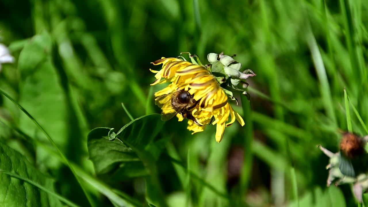 노란 꽃에서 꽃가루를 모으는 꿀벌
