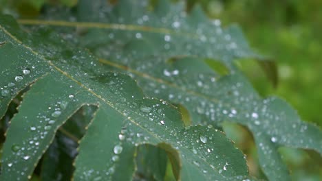 Water-Dew-Droplets-Dripping-Off-Leaf-During-Morning,-Close-Up-Slow-Motion