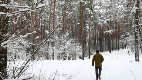 Verschneiter-Wald