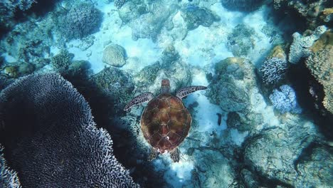 Una-Tortuga-Marina-Verde-En-Un-Arrecife-De-Coral-Tropical-En-Filipinas