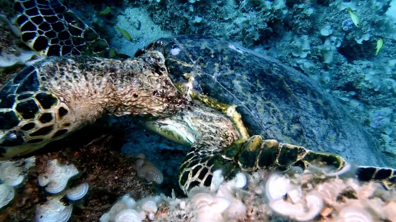 Nahaufnahme einer Echten Karettschildkröte auf einem Korallenriff