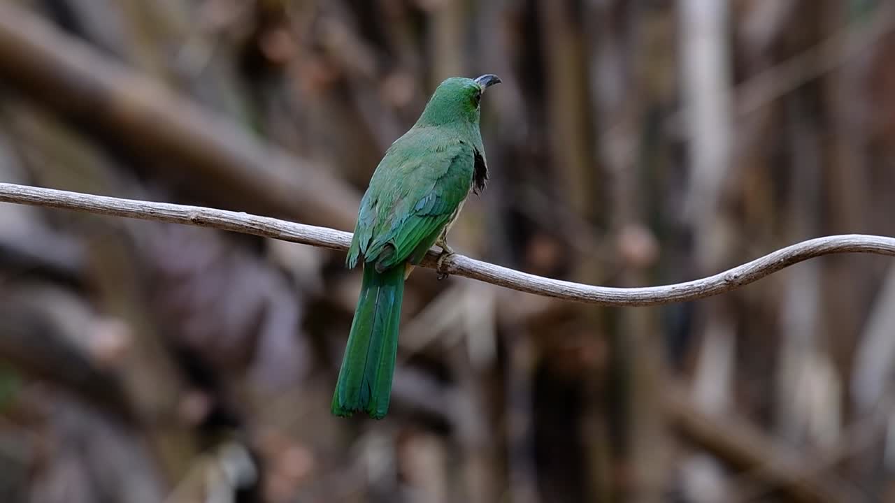 el abejaruco de barba azul se encuentra en la península de malaya, incluida tailandia, en claros de bosques particulares
