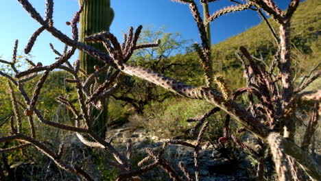 prickly thick thorny flora of the harsh hot humid desert of arizona bright in the afternoon