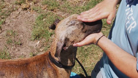 Dog-in-a-shelter-with-volunteer