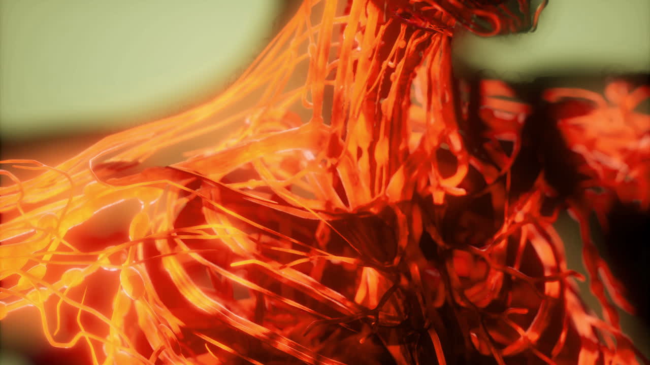 Visualizing human blood vessels anatomy and structure