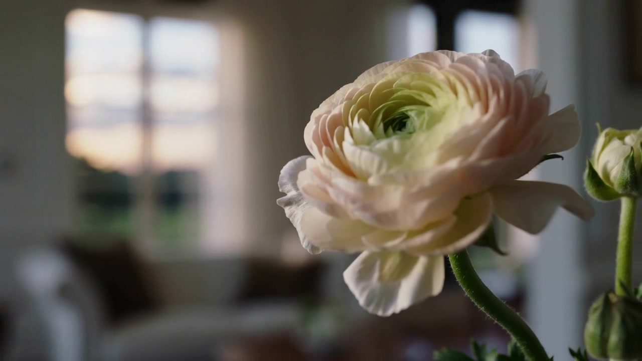 Pulling focus camera executing smooth focus transition in living room, revealing ranunculus blossom
