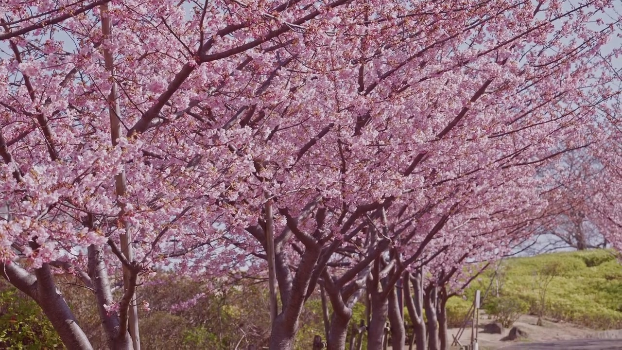La telecamera si inclina verso il basso lungo una fila di alberi di ciliegio in fiore che formano un tunnel naturale di baldacchino rosa sopra un sentiero illuminato dal sole. La calda luce primaverile filtra attraverso le fioriture dense, rivelando erba verde e un sentiero sinuoso.