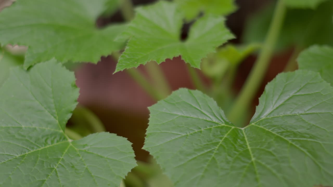 toma cenital de grandes plantas verdes frondosas que soplan lentamente en el viento en medio de un bosque