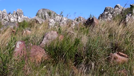 Waving Long Grass On the Mountain Top Of The Sierra de la Ventana On a Sunny Day-tilt up shot